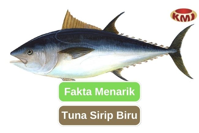 10 Fakta Tuna Sirip Biru yang Mengesankan